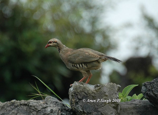 Chukar - ML379740931