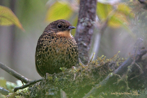 Scaly-breasted Cupwing (Chinese) - ML379740941