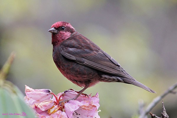 Dark-breasted Rosefinch - ML379740951