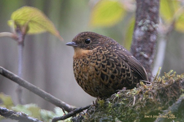 Microure à ventre blanc (mutica) - ML379740971