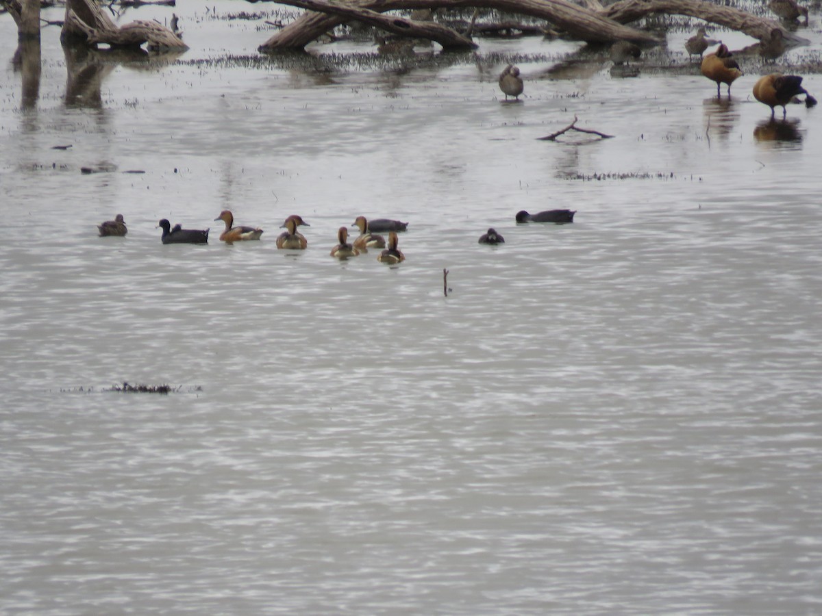 Fulvous Whistling-Duck - ML379741061