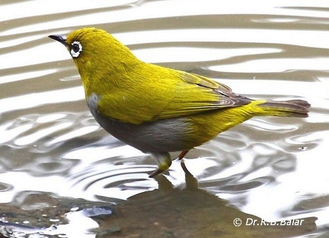 Indian White-eye - ML379741101