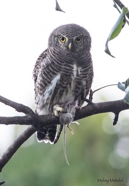 Asian Barred Owlet - ML379741121