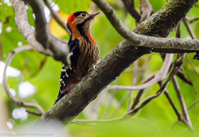 Crimson-naped Woodpecker - ML379741371