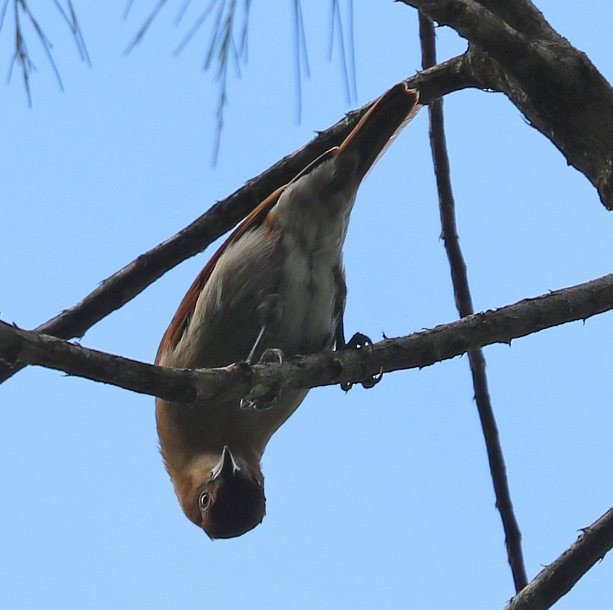 Cinnamon Ibon - ML379741391