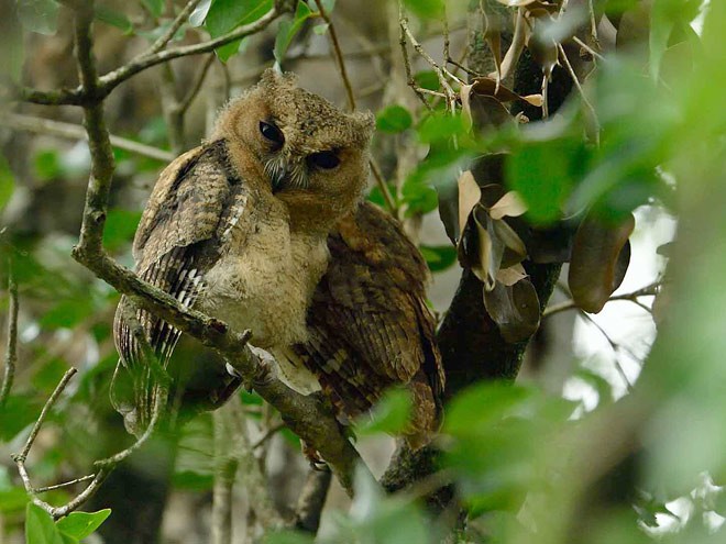 Indian Scops-Owl - Wasantha Dissanayake