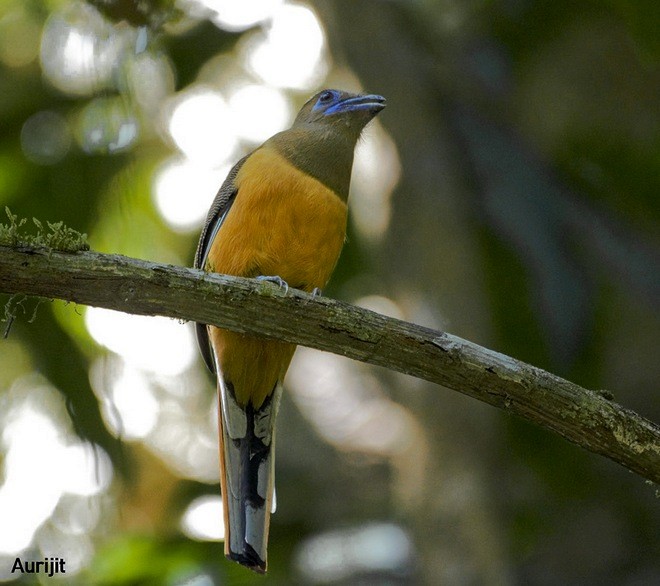 Malabar Trogon - ML379741411