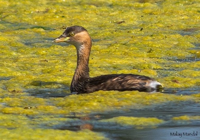 Little Grebe - ML379741451