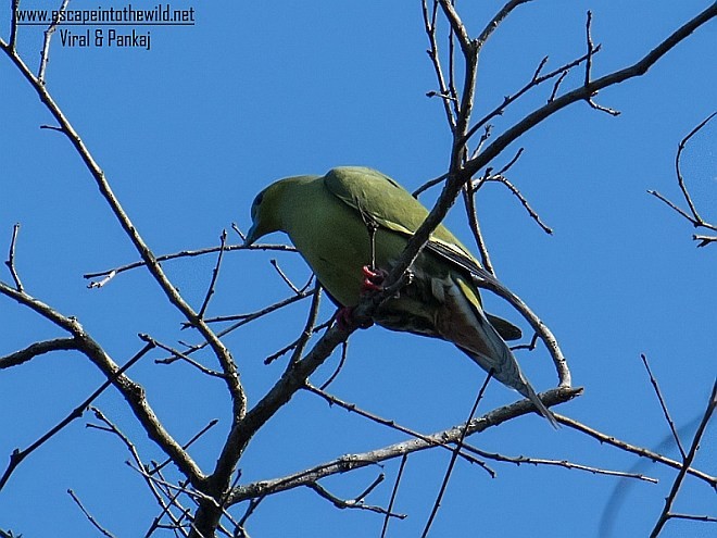 Pin-tailed Green-Pigeon - Pankaj Maheria