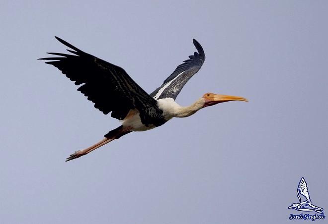 Painted Stork - Sunil Singhal