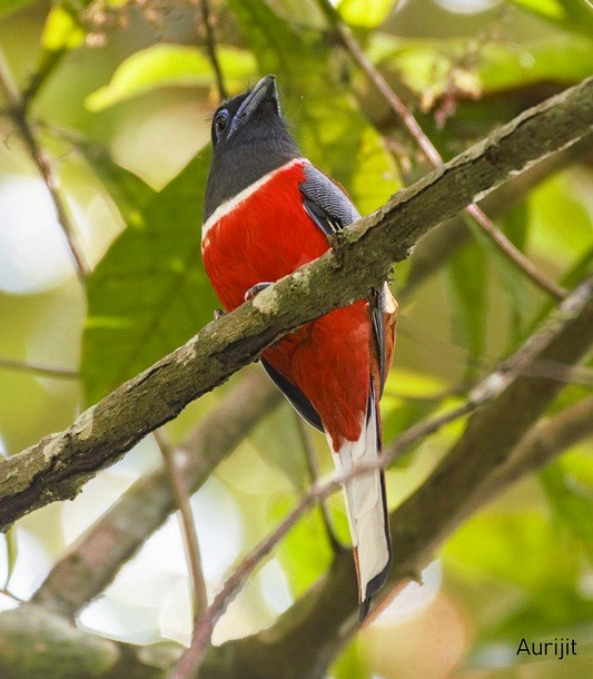 Malabar Trogon - ML379741511