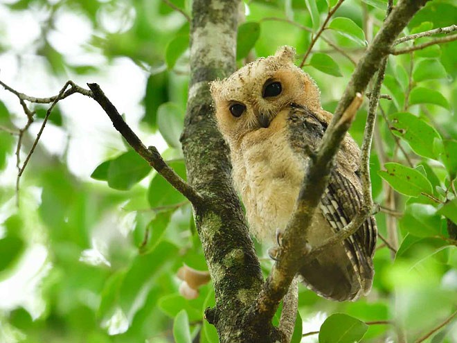 Indian Scops-Owl - Wasantha Dissanayake