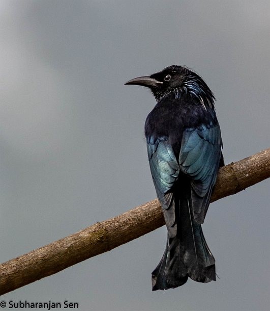 Drongo Crestudo (hottentottus/brevirostris) - ML379741701