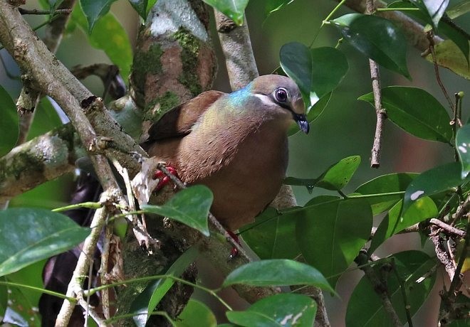 テリアオバト（brevirostris／occipitalis） - ML379741801