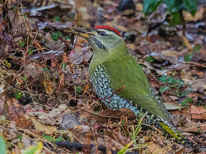 Scaly-bellied Woodpecker - ML379741851