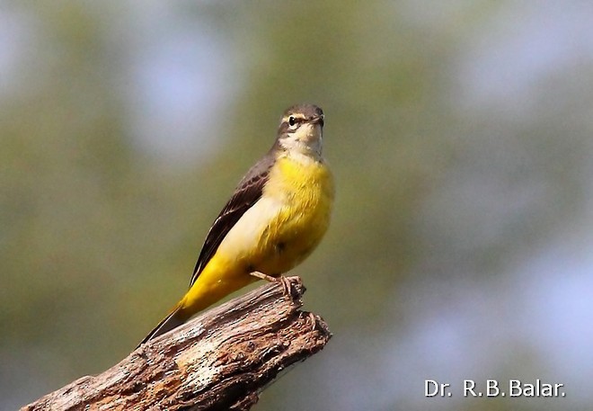 Ballerina gialla - ML379741861