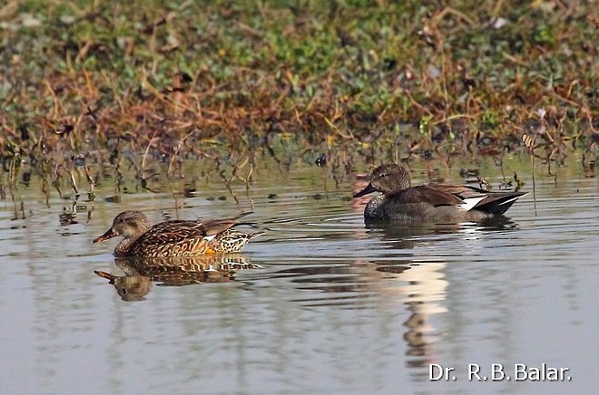 Canapiglia - ML379741911