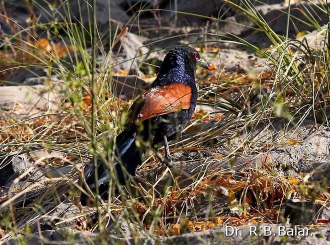 Greater Coucal (Southern) - ML379741931
