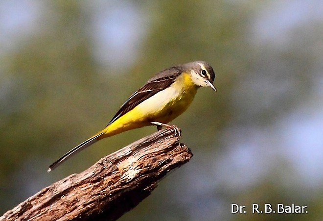 Ballerina gialla - ML379741951