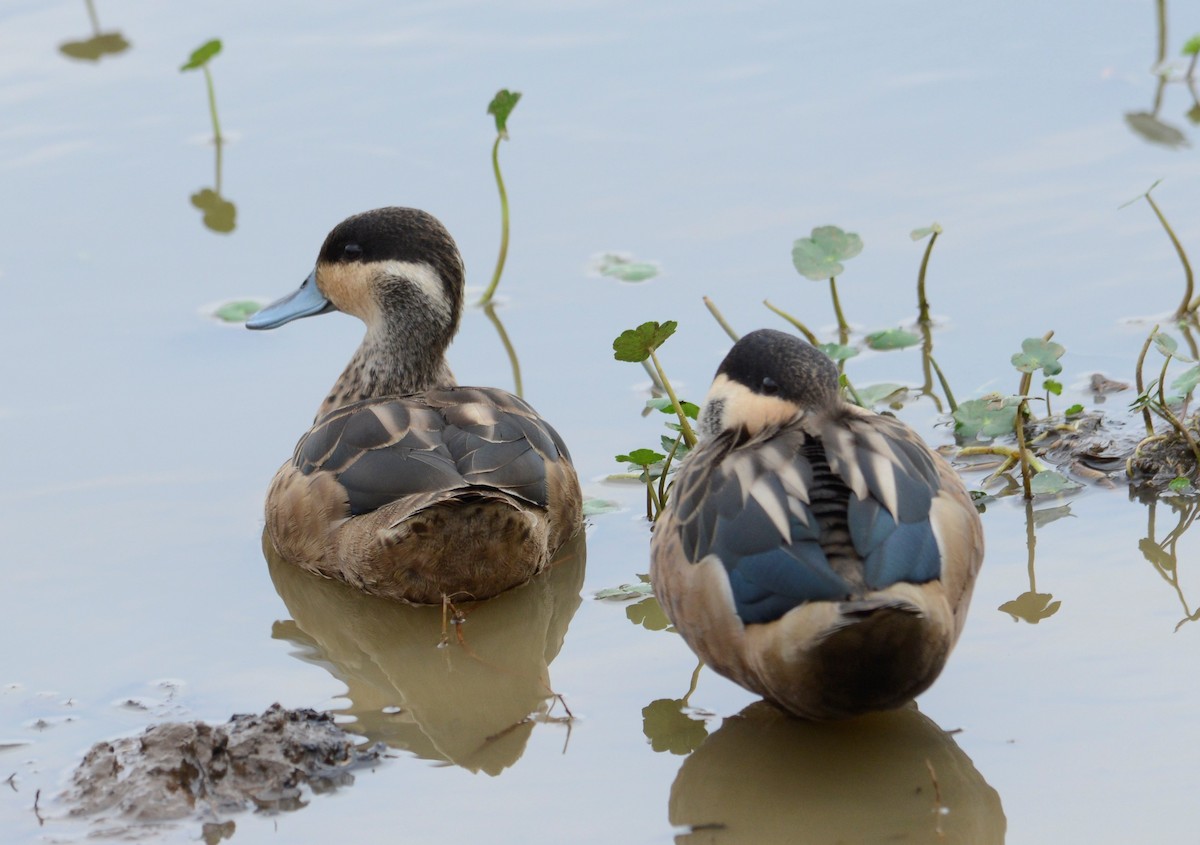 Blue-billed Teal - ML379742041