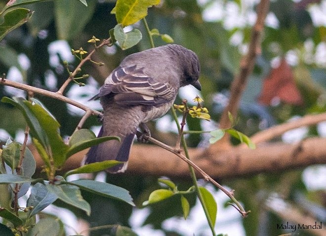 Black-headed Cuckooshrike - Malay Mandal