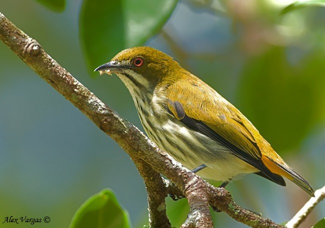 květozob prostý - ML379742181