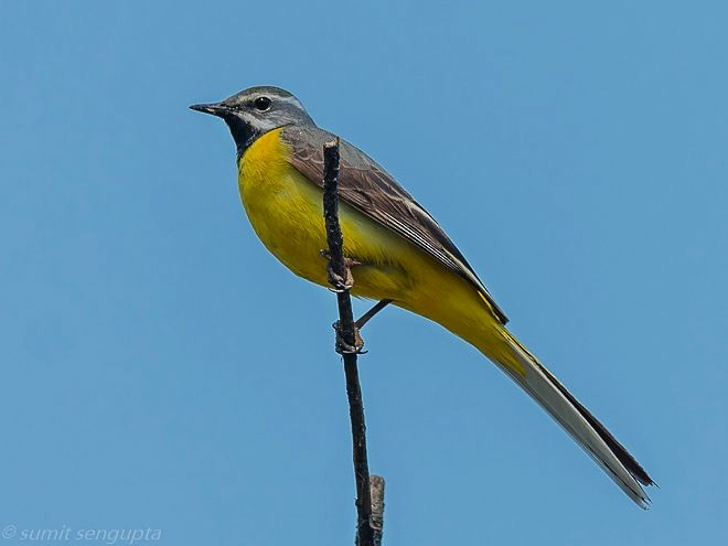 Gray Wagtail - ML379742221