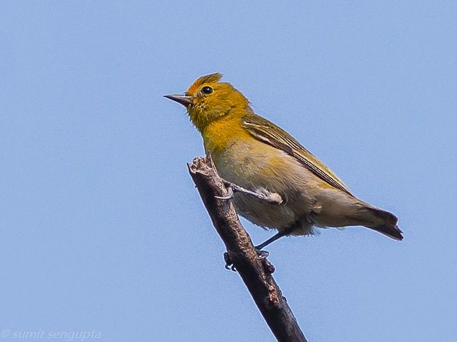 Fire-capped Tit - ML379742231