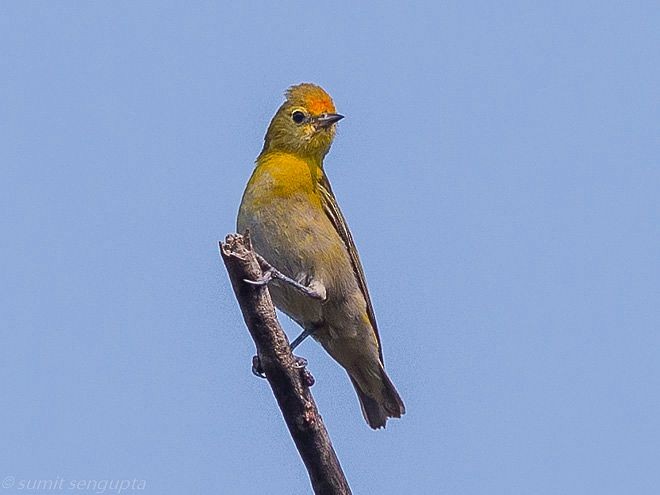 Fire-capped Tit - ML379742241