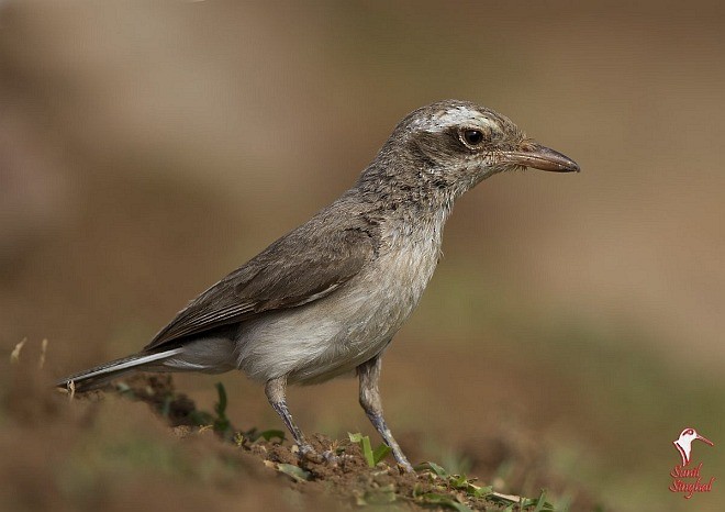 Common Woodshrike - Sunil Singhal