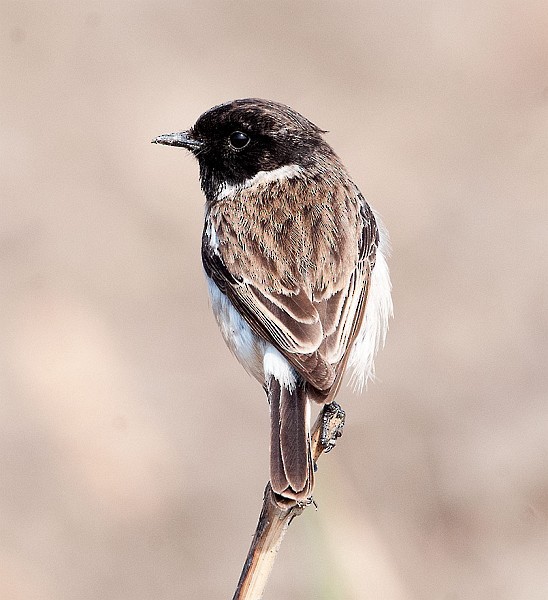 White-tailed Stonechat - ML379742301