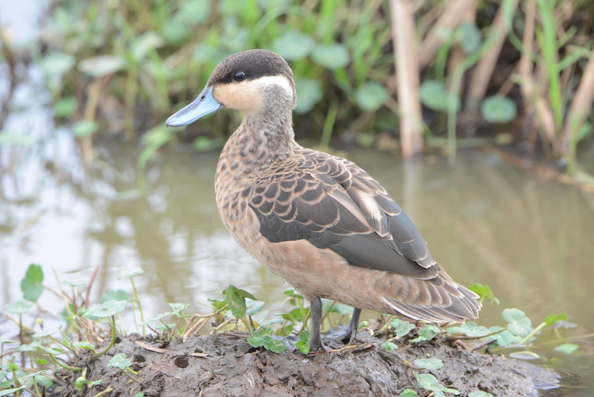 Blue-billed Teal - ML379742341