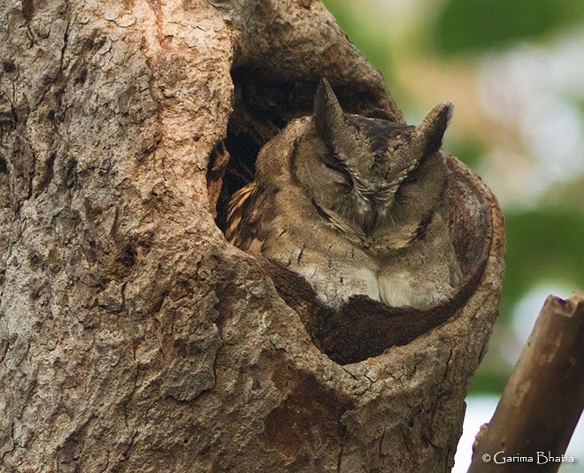 Indian Scops-Owl - ML379742351