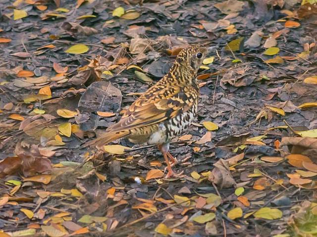 Scaly Thrush - Sumit  Sengupta