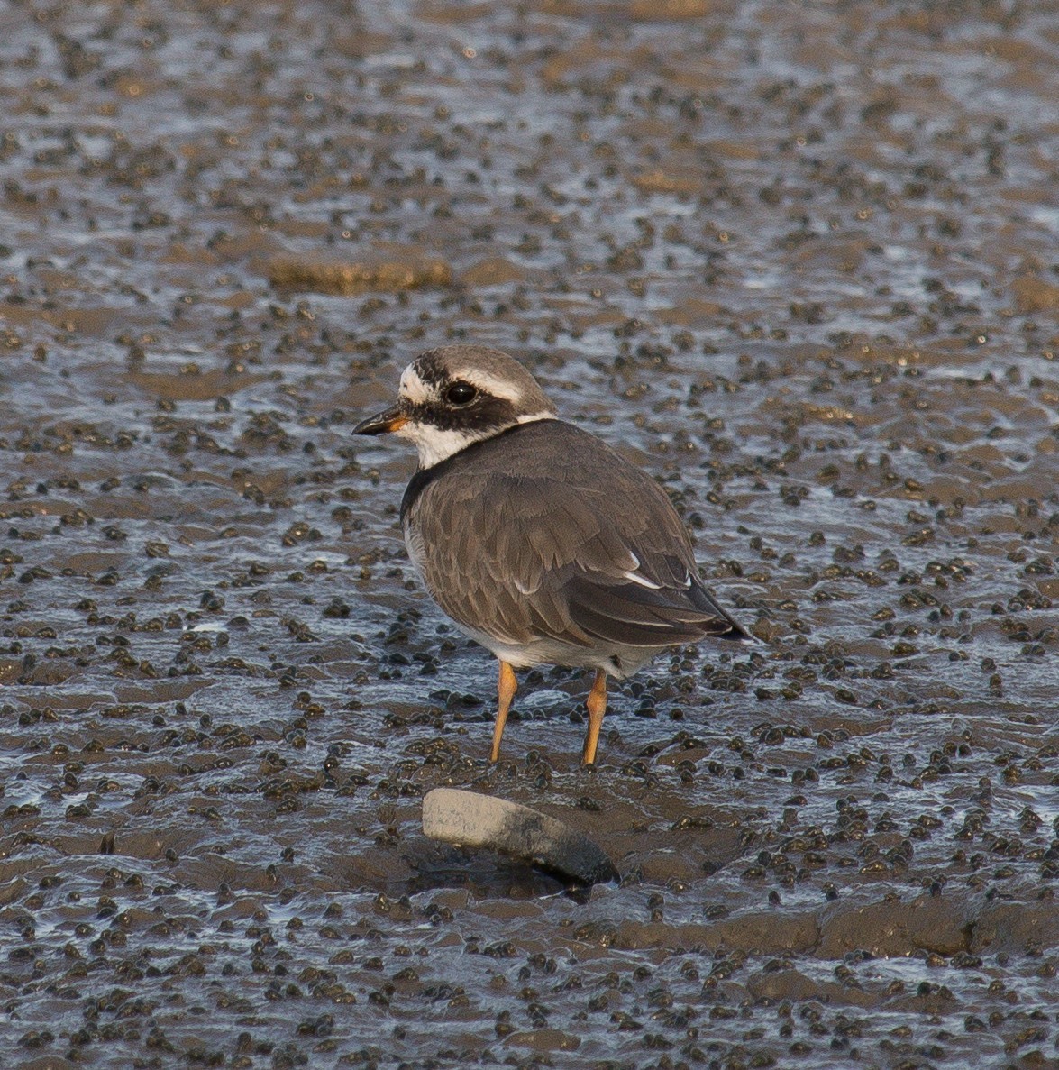 Common Ringed Plover - ML379742471