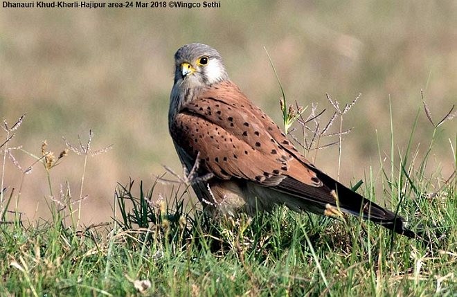Eurasian Kestrel - ML379742481