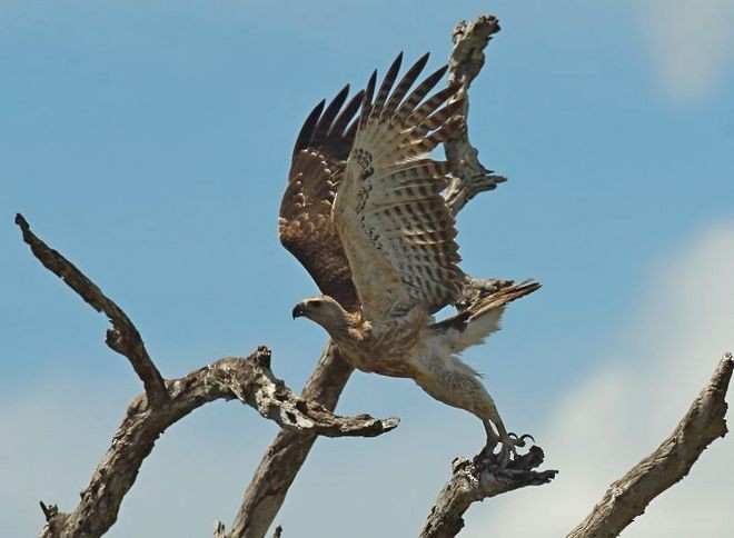 Gray-headed Fish-Eagle - Premasiri Mapalagama