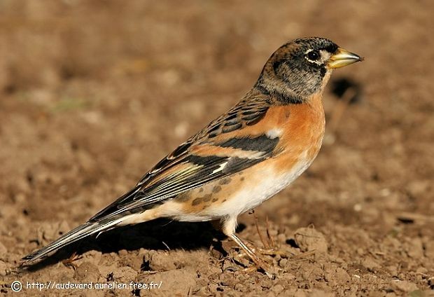 Brambling - AUDEVARD Aurélien