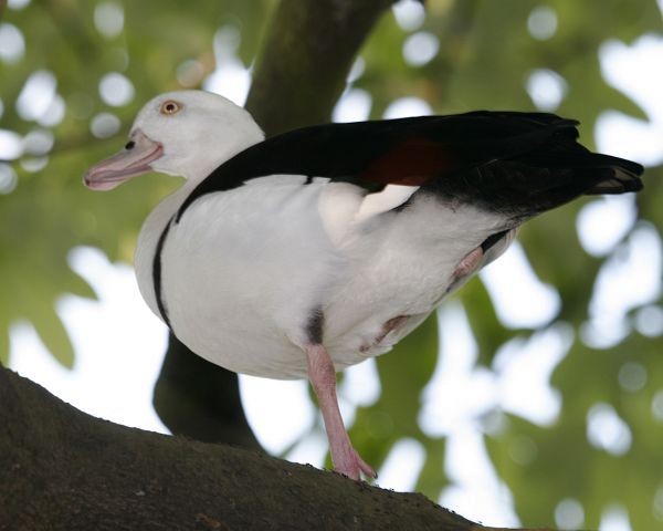 Radjah Shelduck - ML379742631