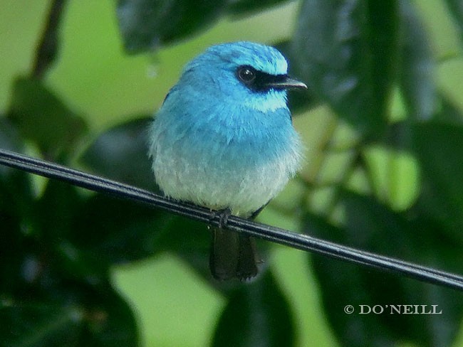 Indigo Flycatcher - ML379742661