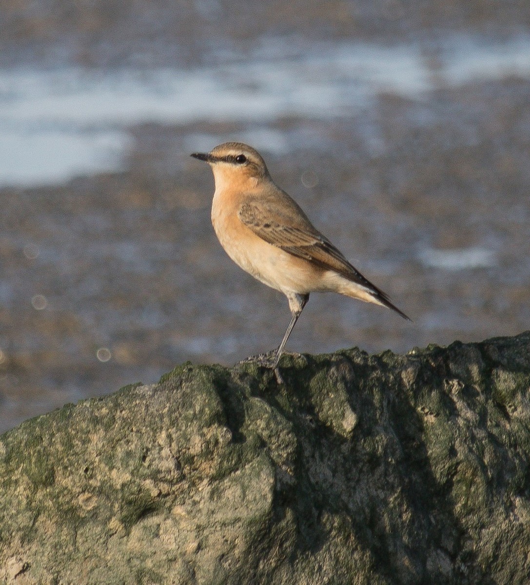 Northern Wheatear - ML379742681