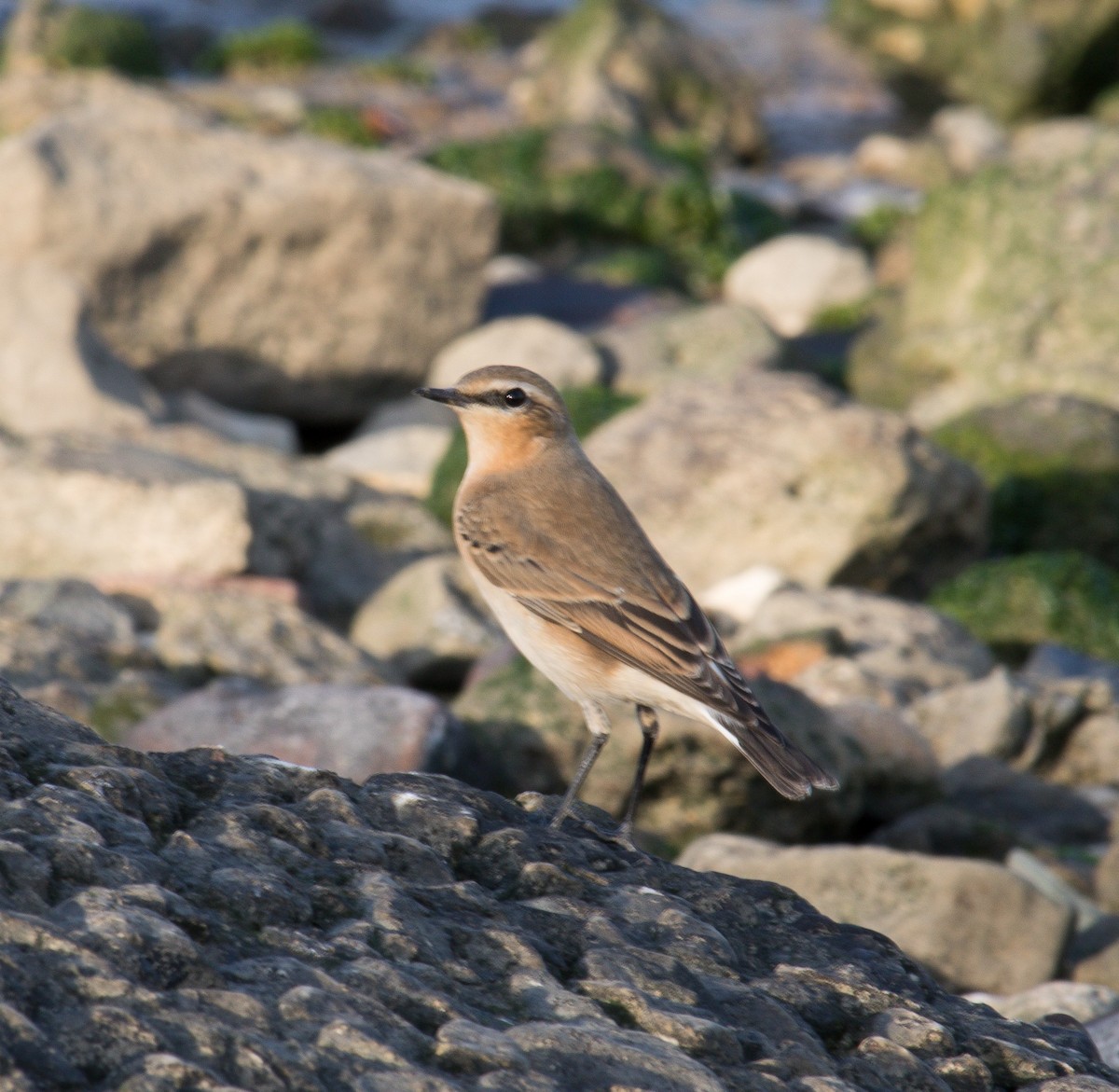 Northern Wheatear - ML379742731