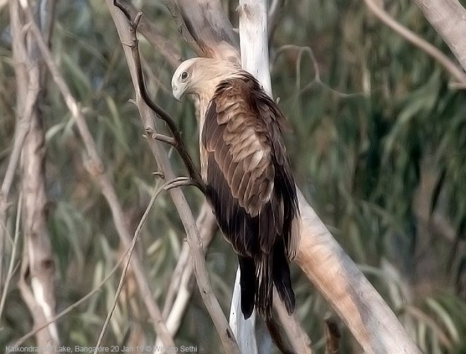 Brahminy Kite - ML379742871