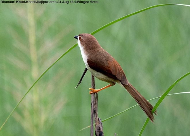 Yellow-eyed Babbler - ML379742941