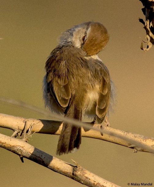 Rufous-fronted Prinia - ML379742991