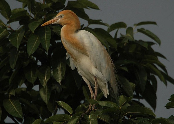 Eastern Cattle-Egret - Nikhil Devasar