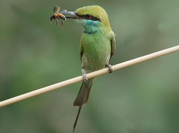 Asian Green Bee-eater - Nikhil Devasar