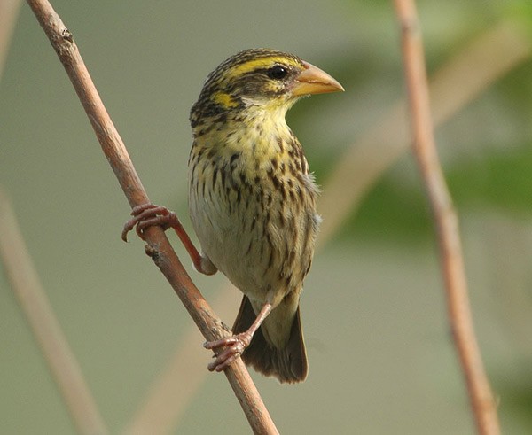 Streaked Weaver - ML379743041