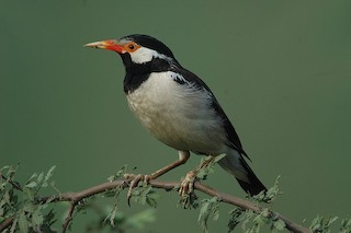 Asian Pied Starling (Asian)