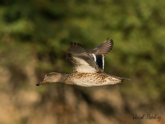 Green-winged Teal (Eurasian) - Pankaj Maheria